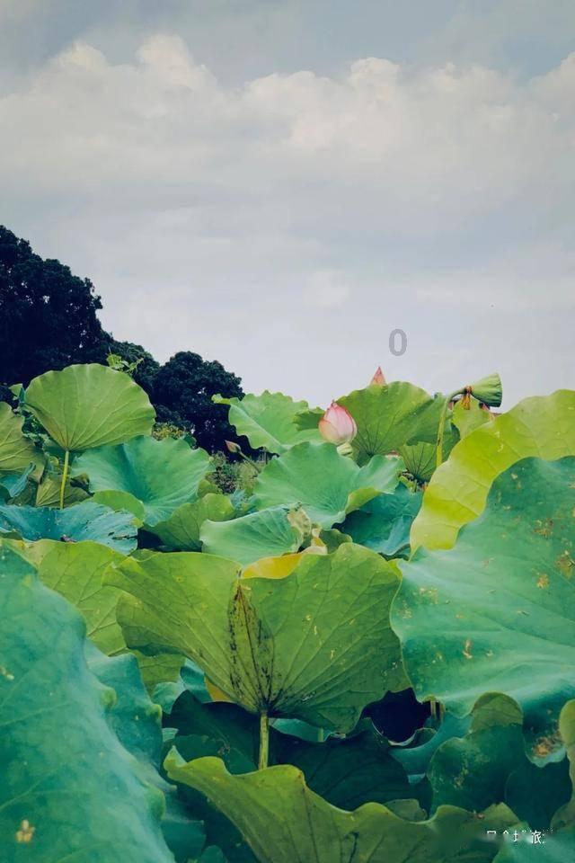 爱丽丝和闺蜜